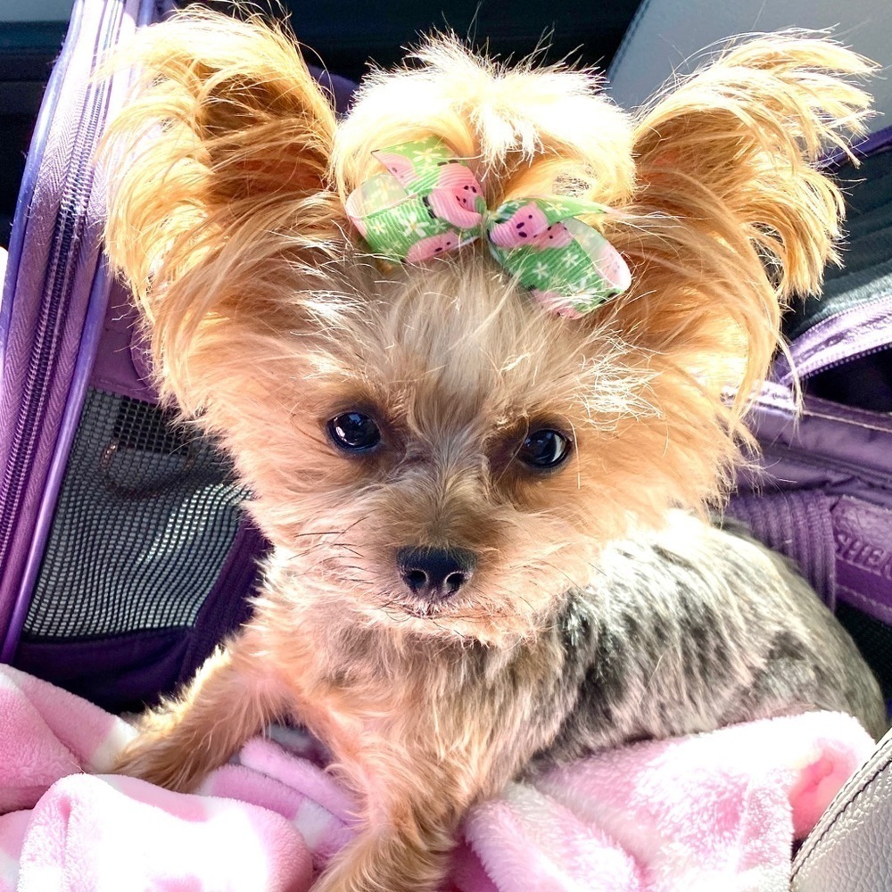 Lot 20 Small Dog Hair Bows Yorkie Grooming Bows Grosgrain - Picture 3 of 3